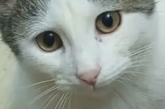 Пропала кошка на Аэродромной улице, Самара