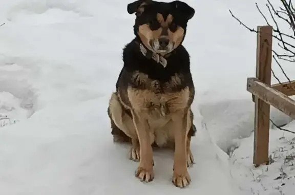 Пропала собака в Пажге, Чухлэм, Коми