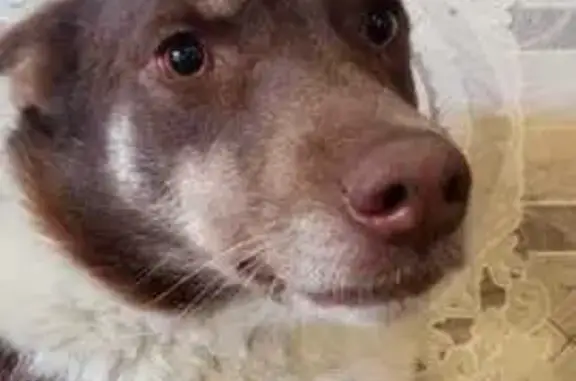 Собаки потеряшки, Пенза, фото: Потеряшка собака, ул. Герцена, 14, Пенза