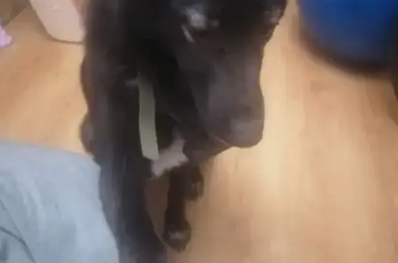 Найдена собака, Стрельна, фото: Найдена собака у ж/д станции 