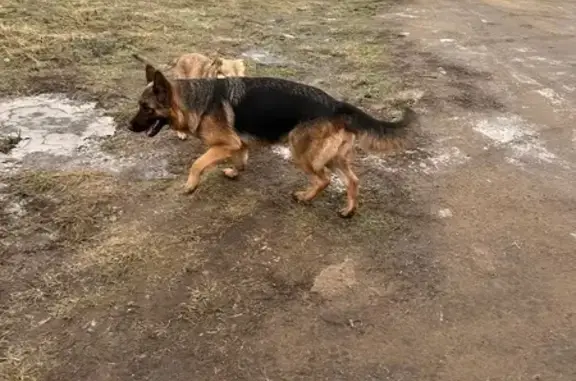Найдена собака, Образцово, фото: Собака найдена: Образцово, Орловская обл.