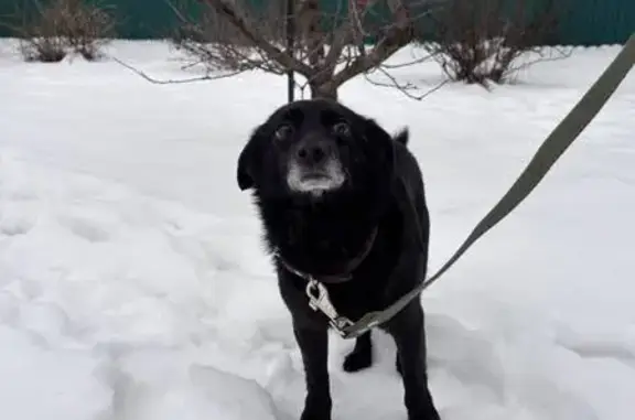 Найдена собака, Сидоровское, фото: Найдена собака, Казанский тракт, А-295
