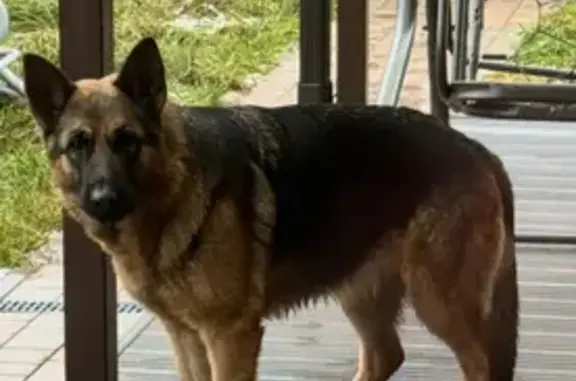 Найдена собака, Орёл, фото: Собака найдена в Образцово, Орловская обл.