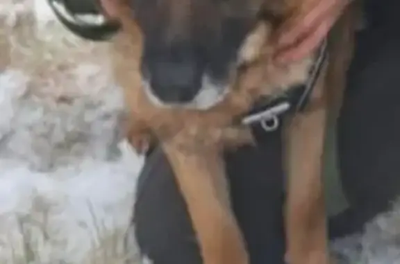 Пропала овчарка, ул. Гагарина, Белоярский