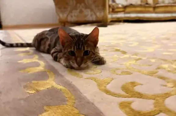 Пропала кошка, ул. Горького 88А/3, Махачкала