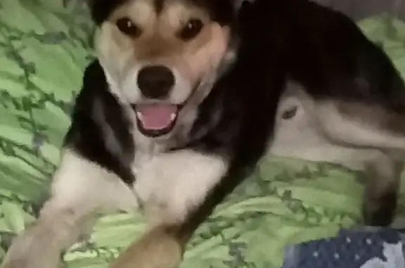 Найдена собака, Краснознамённая ул., Челябинск