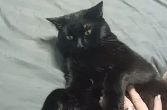 Найдена кошка, Нефтеюганск, фото: Кот найден на Жилой ул., Нефтеюганск