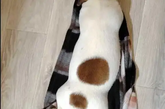 Пропала собака, Ландышевая ул., Ставрополь