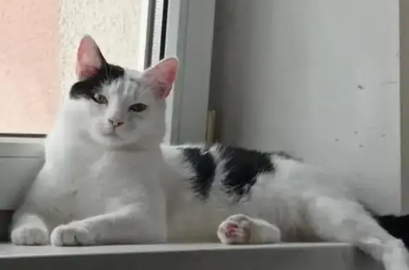 Пропала кошка, Гагарина 47Б, Зеленоградск