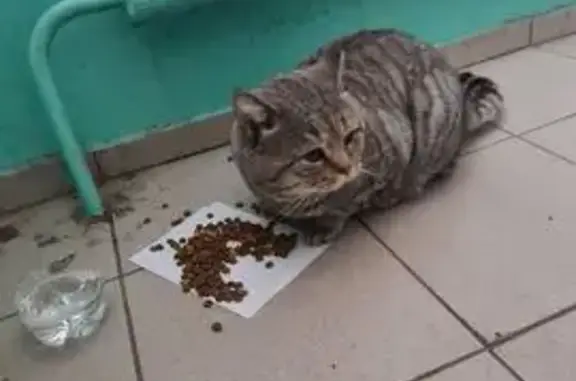 Найдена кошка, Томск, фото: Кошка найдена: Нахимова, 2, Томск