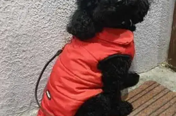 Пропал чёрный пудель, ул. Первых 2к1