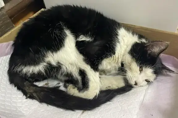 Найдена кошка, Краснодар, фото: Кошка найдена: Красноармейская 64/2