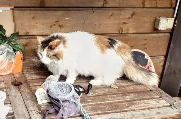 Кошки потеряшки, Красногорск, фото: Потеряшка кошка Пуша, МО, ул. 28