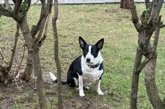 Найдена собака, Москва, фото: Собака у Спара, Старая Басманная 24