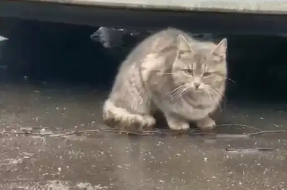 Найдена кошка, Видное, фото: Кошка у 1-й Калиновский пр., 1, Видное