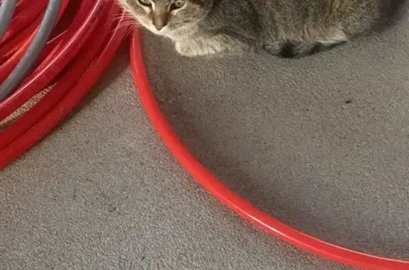 Найдена кошка, Жуковский сельсовет, фото: Кошка найдена, Жуковский с/с, Башкортостан