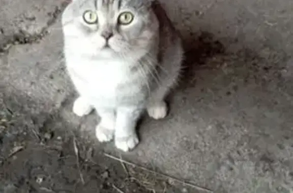 Найдена кошка, Нижний Новгород, фото: Кошка найдена на Мончегорской, Н. Новгород