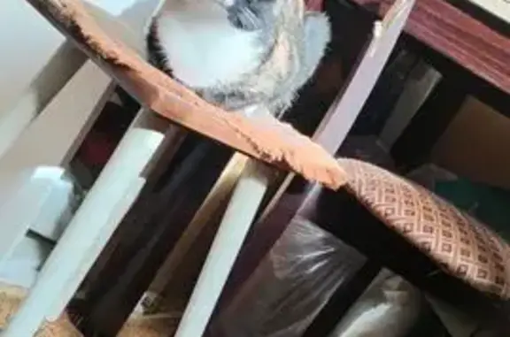 Пропала кошка на Ленина 44/6, Ростов-на-Дону