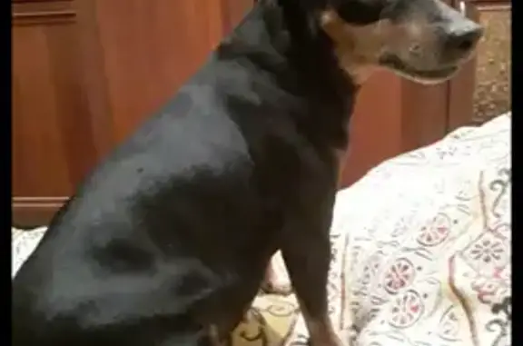 Пропала собака, Октябрьский пр., 144