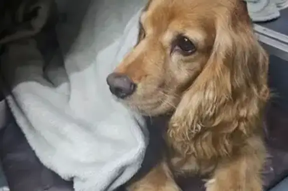 Найдена собака, Сириус, фото: Спаниель найден на парковке Сириуса