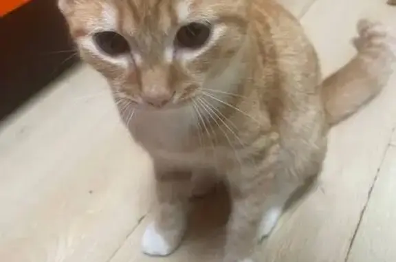 Пропала кошка на Бориса Богаткова, 253/4