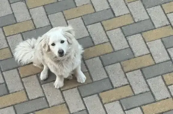 Пропала собака, Строитель, Белгородская обл.