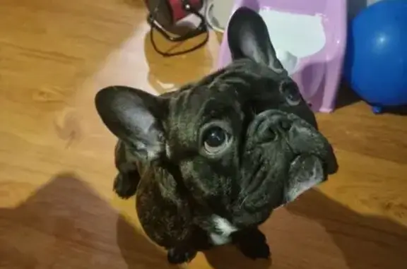 Пропала собака в СНТ Торошинка, Псковская обл.