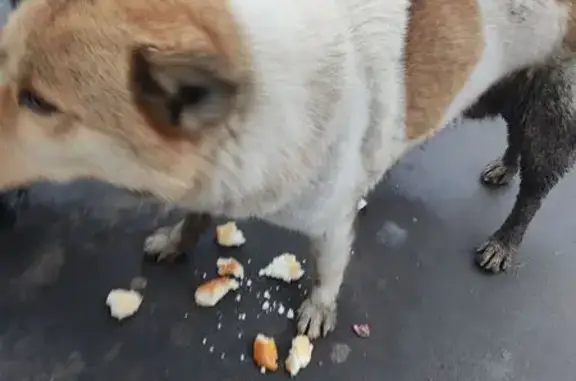 Найдена собака, Верхняя Масловка 17