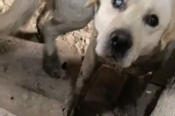 Найдена собака, Волгоград, фото: Найдена слепая собака на Гороховском, 10А.