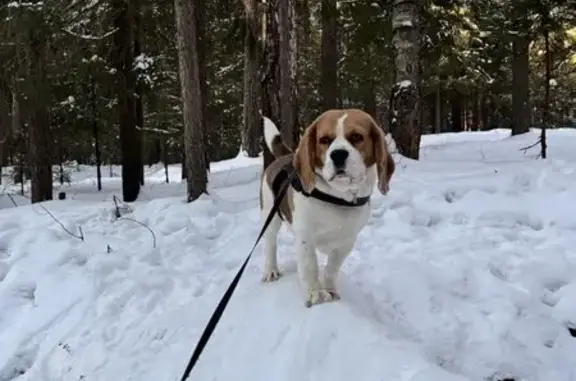 Потерянные животные Пермь, фото: Пропала собака, Пермь, ул. Красноборская, 67