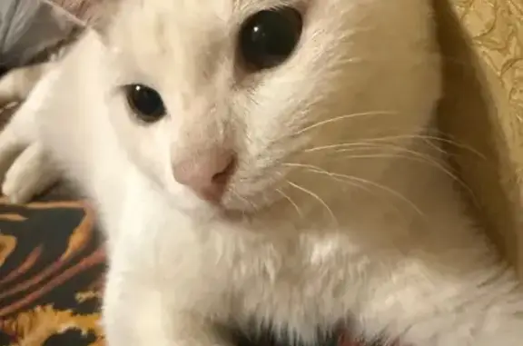 Найдена кошка, Бийск, фото: Котёнок найден на Ленинградской, 109, Бийск