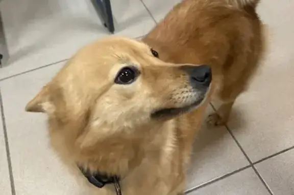 Найдена собака, Красноярск, фото: Собака найдена: Свободный пр., 76, Крск