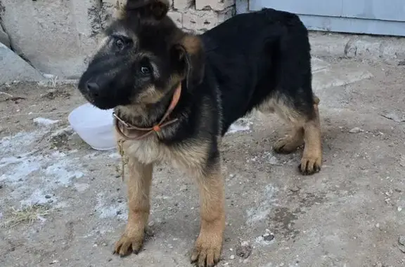 Найдена собака, Черногорск, фото: Щенок найден: ул. Мира, 54, Черногорск