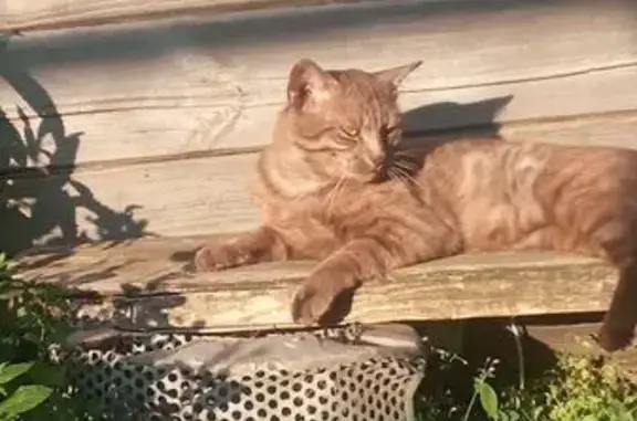 Кошки потеряшки, Нурма, фото: Потеряшка кошка, ул. 40 лет Победы, Нурма