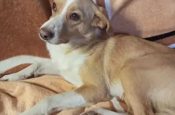 Найдена собака, Воронеж, фото: Собака найдена: проспект Патриотов, Воронеж