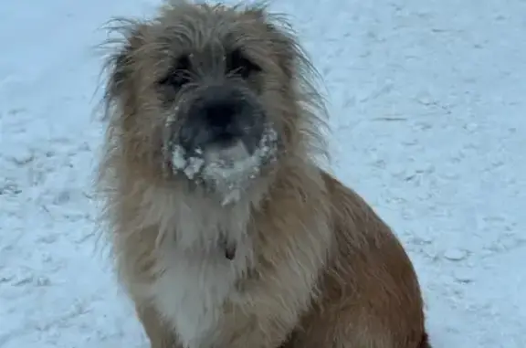 Найдена собака, Набережные Челны, фото: Собака найдена у кафе, Вахитова 54Б