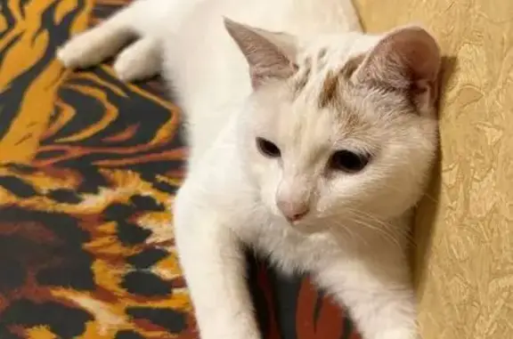 Найдена кошка, Бийск, фото: Кошка найдена у больницы, Ленинградская 111