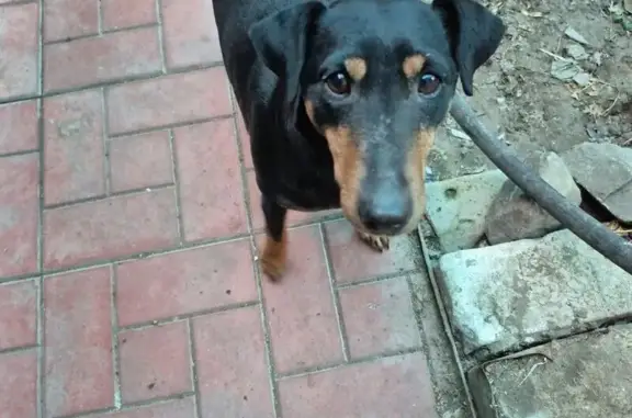 Найдена собака, Волгоград, фото: Собака найдена на ул. Остравская, Волгоград