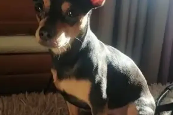 Пропала собака, Дивногорская ул., НСК