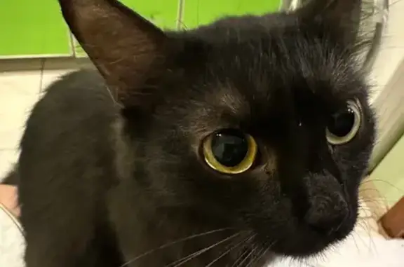 Пропала кошка, ул. Марджани, 16, Елабуга