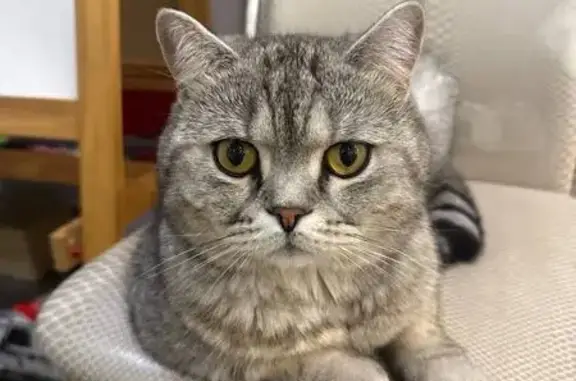 Пропала кошка, Домодедово