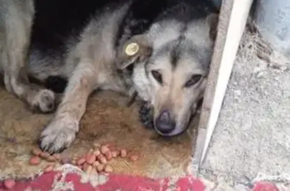 Пропала собака, Хабаровск