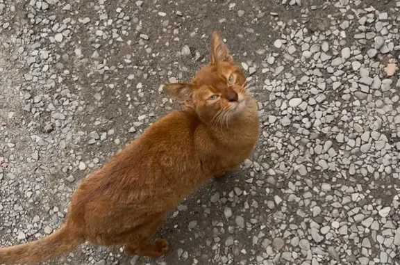 Найдена кошка, Махачкала, фото: Кошка найдена: пр. Казбекова, Махачкала