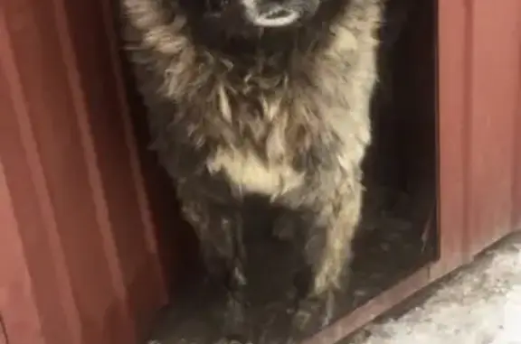 Пропала собака, Курганская ул., Шадринск