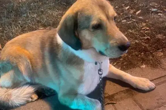 Найденные животные Воронеж, фото: Собака найдена, Кольцовская ул., Воронеж