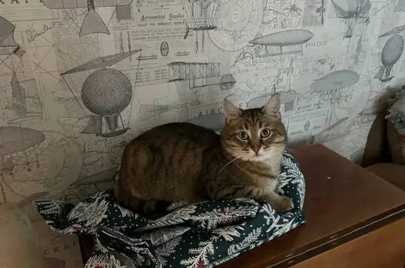 Пропал кот, ул. Бабикова 1, Мурманск