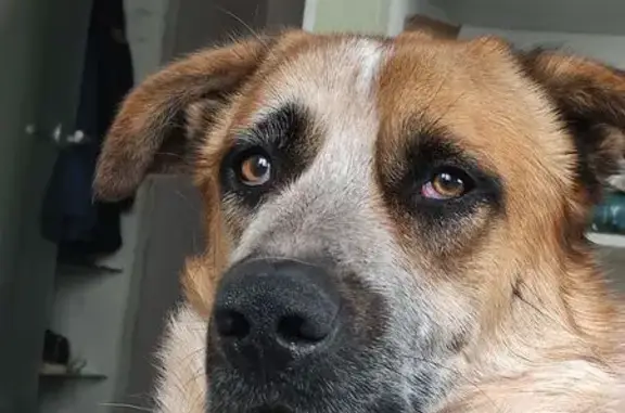 Пропала собака, Нижний Тагил