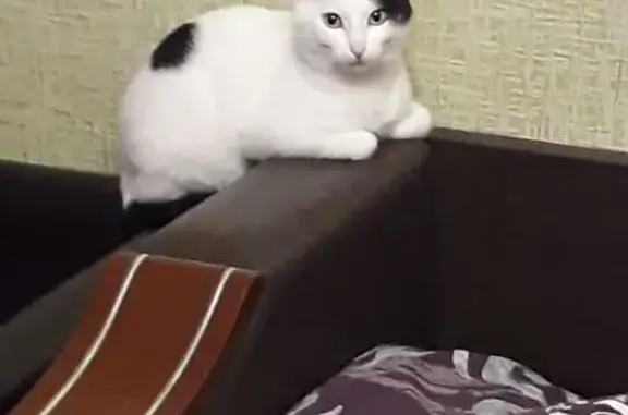 Пропала кошка, Йошкар-Ола, Марий Эл