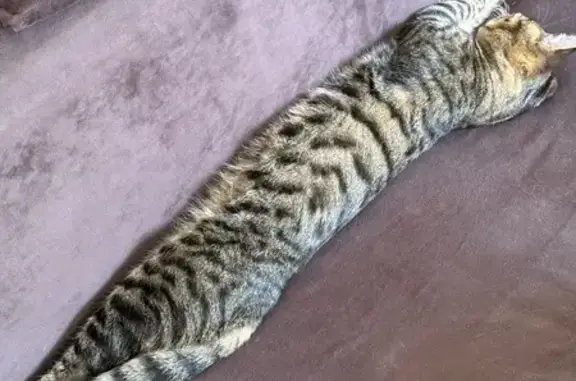 Пропала кошка, Судимля, МО