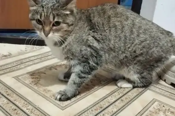 Найдена кошка, Чебоксары, фото: Кошка найдена: пр. Тракторостроителей, 59